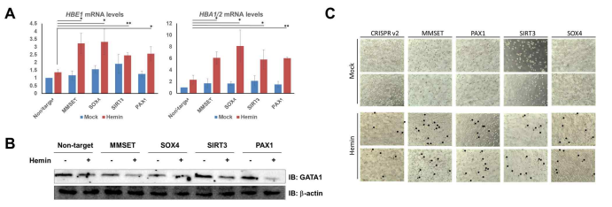 CRISPR/Cas9 스크리닝으로 선별된 유전자들의 혈액암 세포 분화 억제 검증