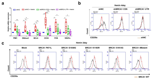 BRCA1의 정상적인 기능이 혈액암 세포 분화에 필수적임을 검증