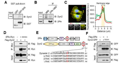 beta-pix와 dynamin2의 interaction 확인