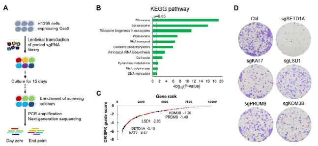 CRISPR/Cas9 스크리닝을 통한 H1299 폐암 세포의 증식 억제 인자 발굴