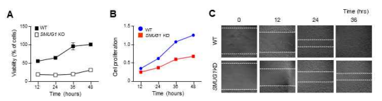 Smug1 knockout 세포주에서 세포 증식율과 운동성 확인