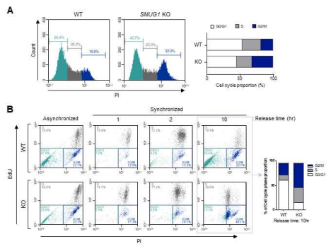 Smug1 knockout 세포주에서 세포주기 조절 및 성장성 확인