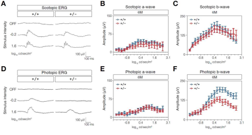 ERG 방법을 통한 Kdm3b knockout 생쥐의 시신경 생리 활성 기능 확인