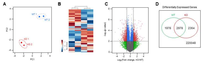 Smug1 knockout 세포주에서 전사체 구축 (RNA-seq)