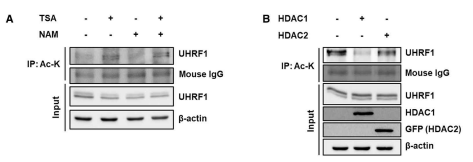 HDAC1에 의한 UHRF1 490번 라이신 잔기의 탈아세틸화