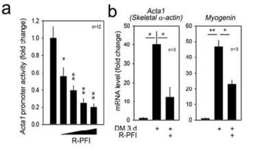 R-PFI에 의한 Acta1 프로모터 및 전사 활성 감소