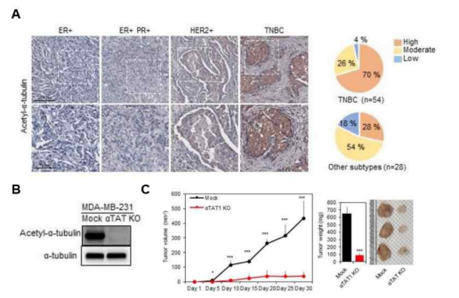 ATAT1 KO 유방암 세포주를 이용한 이형 종양 생쥐 모델에서 악성종양 생성, 전이 저해