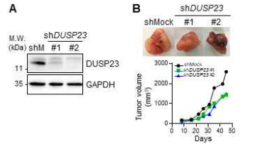DUSP23 KD 폐암 세포주를 이용한 이형 종양 생쥐 모델에서 악성종양 생성, 전이 저해