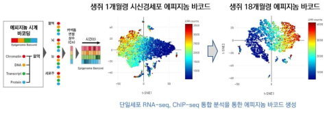 4D-에피지놈 생성 및 노화에 따른 4D-에피지놈 바코드 변화 확인