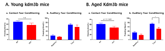 Kdm3b KO의 노화에 따른 공포 기억 능력 비교