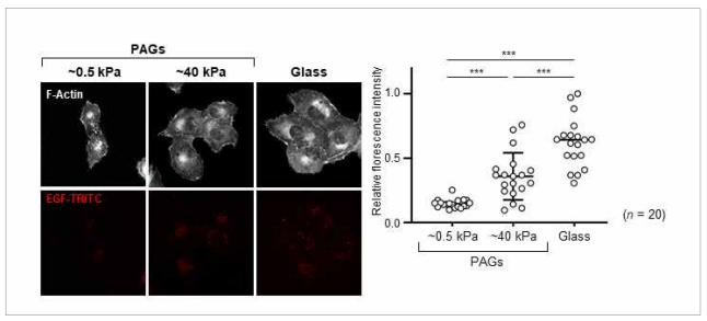 경도의 따른 EGFR endocytosis의 확인