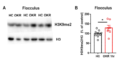 OKR 학습 1시간 후 Flocculus에서 의 histone methylation의 변화 측정. (A) 생 쥐의 histone 추출물에서 western blot을 통 해 H3K9me2와 H3을 확인함. (B) OKR 학습 1시간 후 H3K9me2가 증가함을 확인함