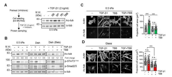 Inhibitor screening을 통한 aTAT1활성 signaling 규명