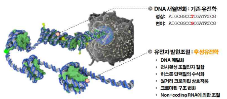 후성유전학적 인자들에 의한 유전자발현 조절