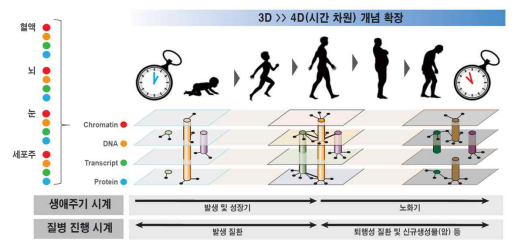 3D 에피지놈의 4D 시간차원을 포함한 네트워크로의 진화