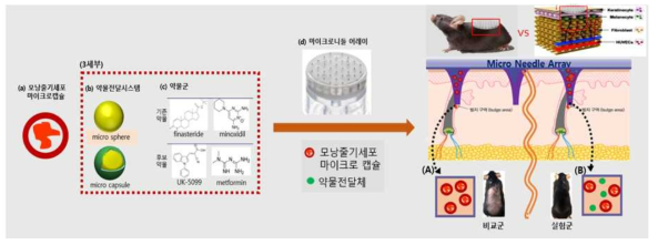 마이크로니들 어레이 기반 모낭 줄기세포 전달 시스템 및 탈모증 피부-모사 조직 구조체를 이용한 유효성 평가 개념도