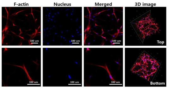 3D 프린팅 NHDF 면역형광염색(공초점 현미경 관찰)