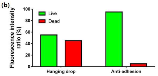 모낭 줄기세포 스페로이드의 생존능 평가(Live/Dead assay). (a) 행잉드롭 방식 및 (b) 부착방지 방식을 통해 제작한 스페로이드