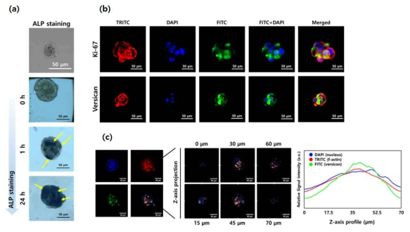 모낭 줄기세포 스페로이드의 기능/활성 유지 여부 평가. (a) NBT/BCIP staining, 면역형광염색법을 통한 (b) 공초점레이저주사현미경 이미징 및 (c) 이광자형광현미경 depth profiling[TRITC(Red) = f-actin / DAPI(Blue) = nucleus / FITC(Green) = Ki-67 및 versican]