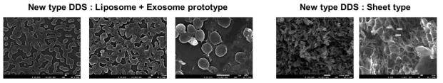타입별 약물전달체의 SEM 이미지