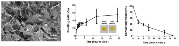 3D 프린팅 구조체의 SEM 이미지 및 swelling/degradation 물성 분석 결과