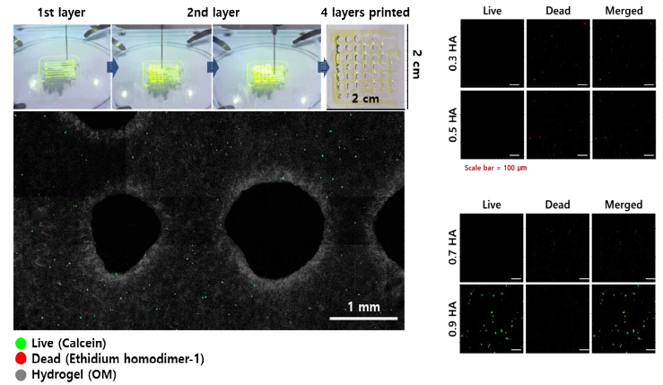 3D 프린팅으로 제작된 다층(4 layers) 구조체와 형광현미경 이미지