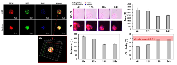 ULA grid 방식을 통해 제작한 모낭 줄기세포 스페로이드 분석. (좌) 30일간 배양한 스페로이드의 면역형광염색(TRITC: F액틴, FITC: Ki-67 및 베르시칸, DAPI:핵). (우) Live imaging을 통한 스페로이드 형성 과정 관찰 및 면적, 둘레, 환상도 측정