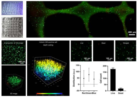 3D 프린팅된 GelMA/HAMA 하이드로젤의 세포적합성 평가를 위한 live/dead assay (live cell: green, dead cell: red). (좌 상단) 2cm x 2cm x 0.2 cm 격자 형태로 3D 프린팅된 NHDF-laden GelMA/HAMA 하이드로젤. (우 상단) 공초점레이저주사현미경을 통한 대면적 이미징. (좌 하단) 3D 이미지 기반 z projection 및 생존한 세포(calcein-AM positive cell)의 depth coding. (우 하단) 고배율 live/dead assay 이미징 및 정량분석