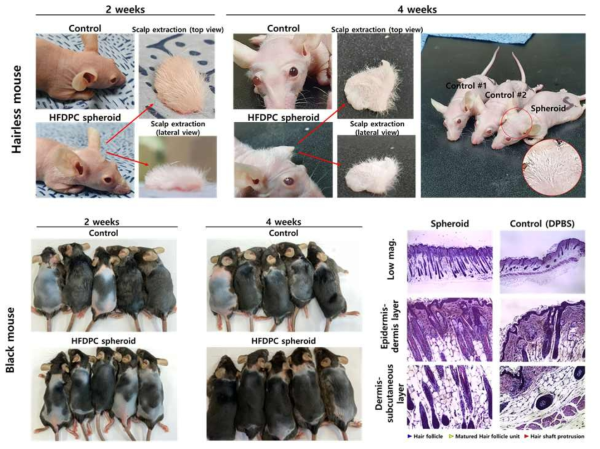 마이크로니들을 사용한 모낭줄기세포 전달 2~4주 이후, BALB/c nude mouse (상단) 및 dehaired black mouse (하단) 육안 관찰 사진