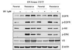 T790M 보유 kinase 과발현 내성 세포주의 웨스턴 블랏팅 (대표 이미지)