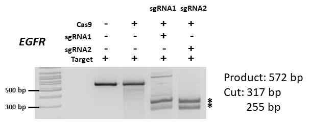 T7E1 assay 를 통한 guide RNA 및 CAS9의 작동 여부 확인