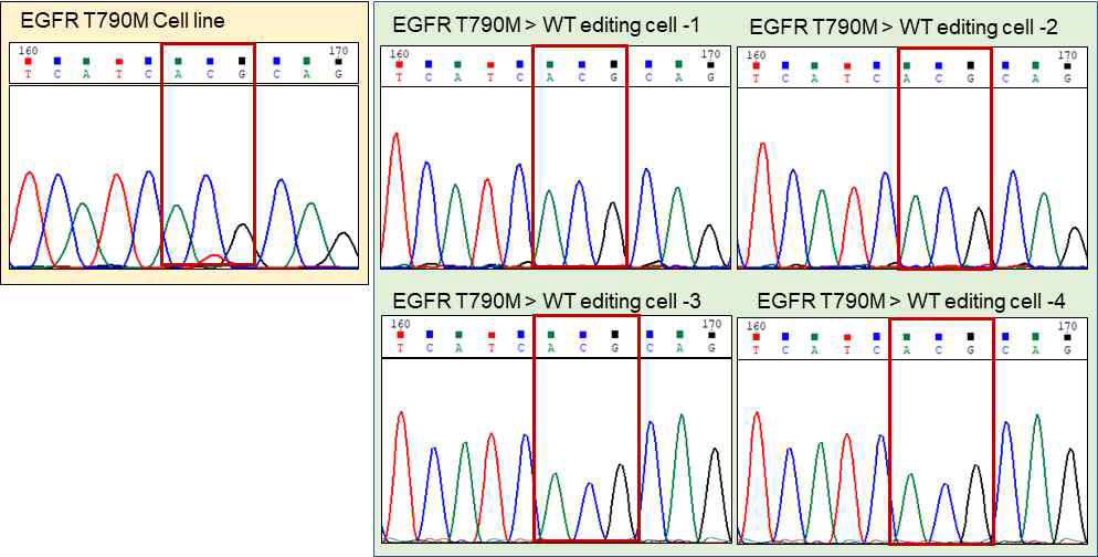 EGFR T790M 보유 내성 세포주를 CRISPR/CAS9 기법을 통해 EGFR WT세포주로 교정된 결과 생거시퀀싱