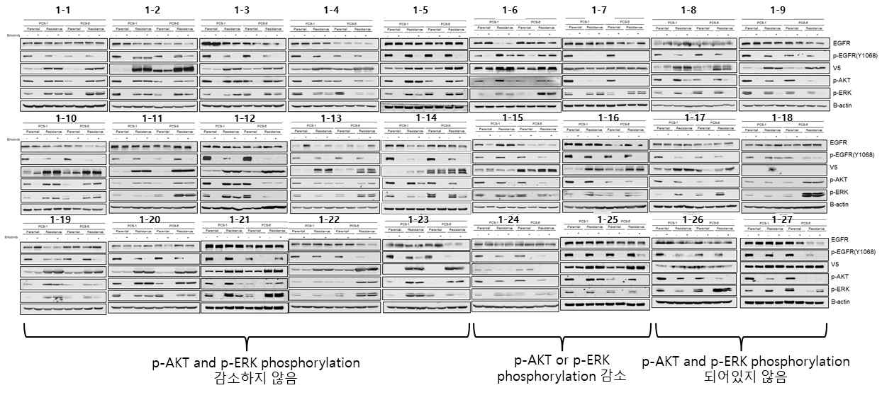 kinase 과발현 내성세포주의 EGFR TKI 처리에 의한 p-Akt 및 p-Erk 인산화 웨스턴 결과 (다양한 인산화 양상이 존재함 (27/38 대표 이미지)