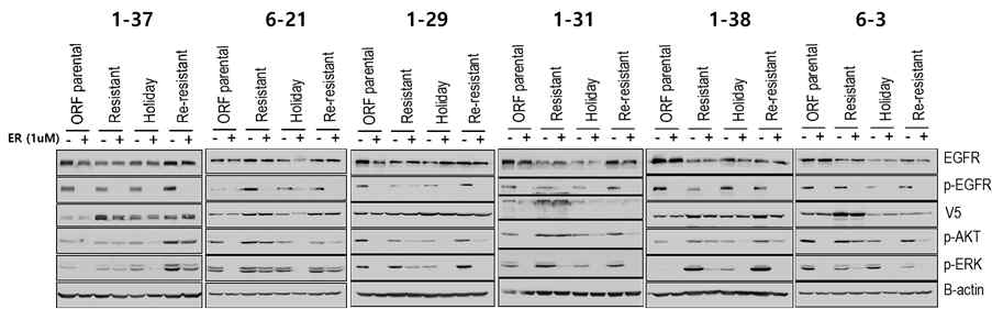 확립된 약물 휴약기 세포주와 약물휴약기 재내성 세포주의 하부신호전달 활성화 확인 웨스턴 블랏팅(erlotinib 1uM 3시간 처리).-대표이미지 (19종의 약물휴약기 세포중 6종의 세포주)