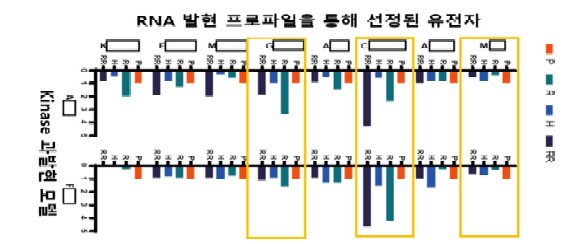 mRNA 발현 프로파일 기반 선별된 유전자의 RT-PCR 검증 결과(P, H- 내성 없음, R, RR- 내성 있음)