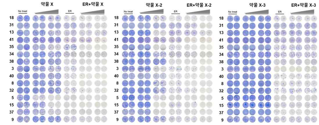 약물 휴약기 세포의 유전자 Y 억제 약물에 대한 재내성 억제 검증 FOCI assay