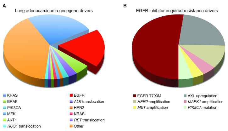 폐암 내 EGFR 돌연변이 및 내성 빈도