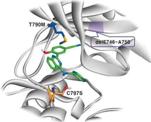 EGFR T790M 및 C797S 돌연변이의 구조 모식도