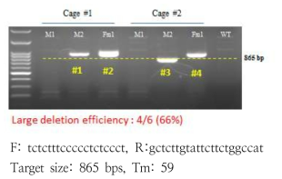 PCR genotyping for F9 knock out with large deletion