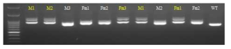 Hp human sequence KI mouse의 산자에 대한 GLT/PCR