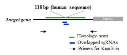 Brief schematics for sgRNA and ssODN design for human sequence KI