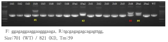 PCR genotyping for Apoc3 human sequene knock in mouse generation