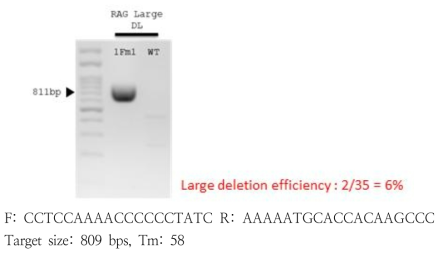 PCR genotyping for Rag1/Rag2 knock out with large deletion