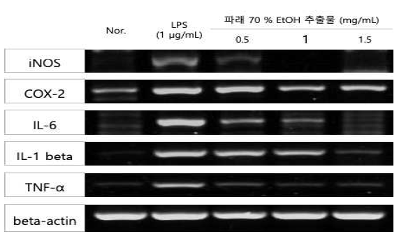 Ulva sp. 에탄올 추출물의 염증성 유전자 억제효과