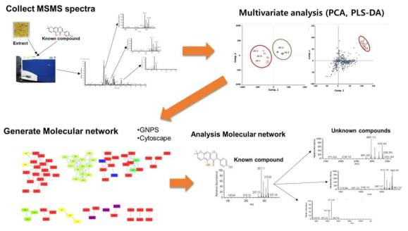 Molecular networking에 의한 cryptic 대사체 분석의 개요