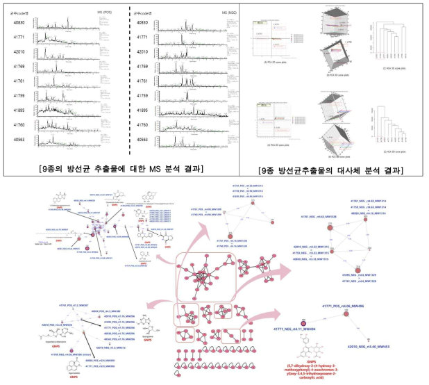 대사체분석 및 분자네트워킹을 통한 F그룹 방선균 계통에 속하는 균주의 메타볼롬 분석결과