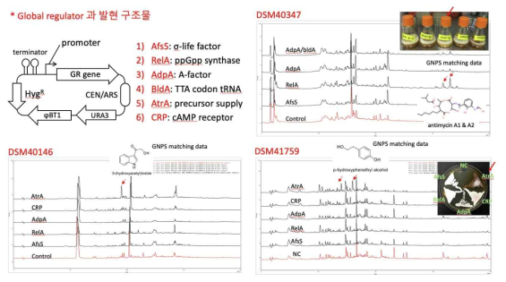 Global regulator 유전자 과발현에 의한 방선균 균주의 메타볼롬 변화 분석