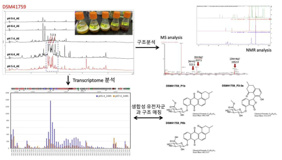 배양 pH 변화에 따른 DSM41759 균주의 메타볼롬 변화 및 신규화합물 동정