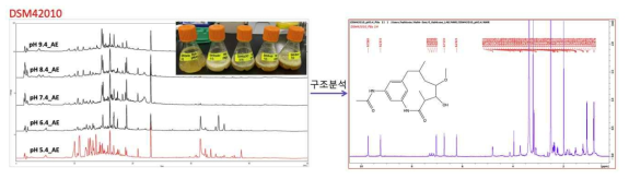 배지의 pH 변화에 따른 DSM42010 균주의 메타볼롬 변화 및 신규화합물 동정