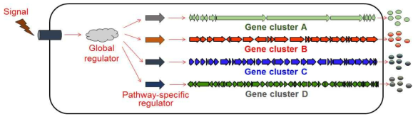 Global regulator에 의한 대사체 생합성 유전자의 발현조절